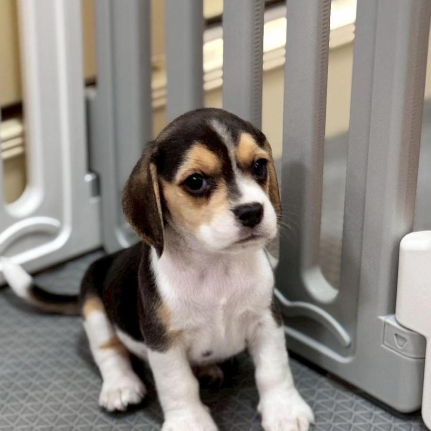 ออยกับน้องหมาบ้านๆ 