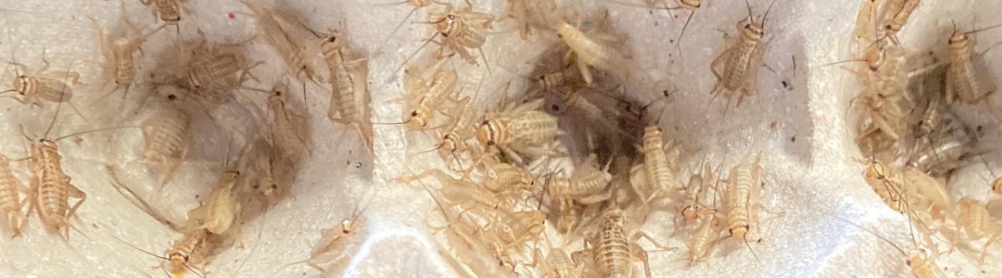 สะดิ้งตัวเป็นสั่งได้ส่งทั่วไทยมีทุกขนาด