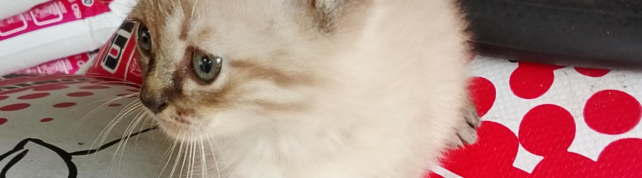 วาริน  เมืองสมัย