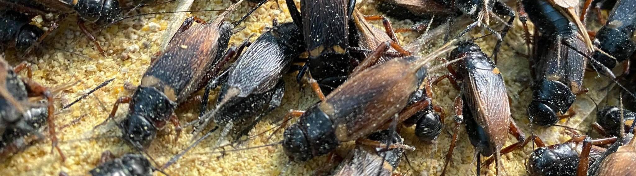 Crickets for Arowana Food