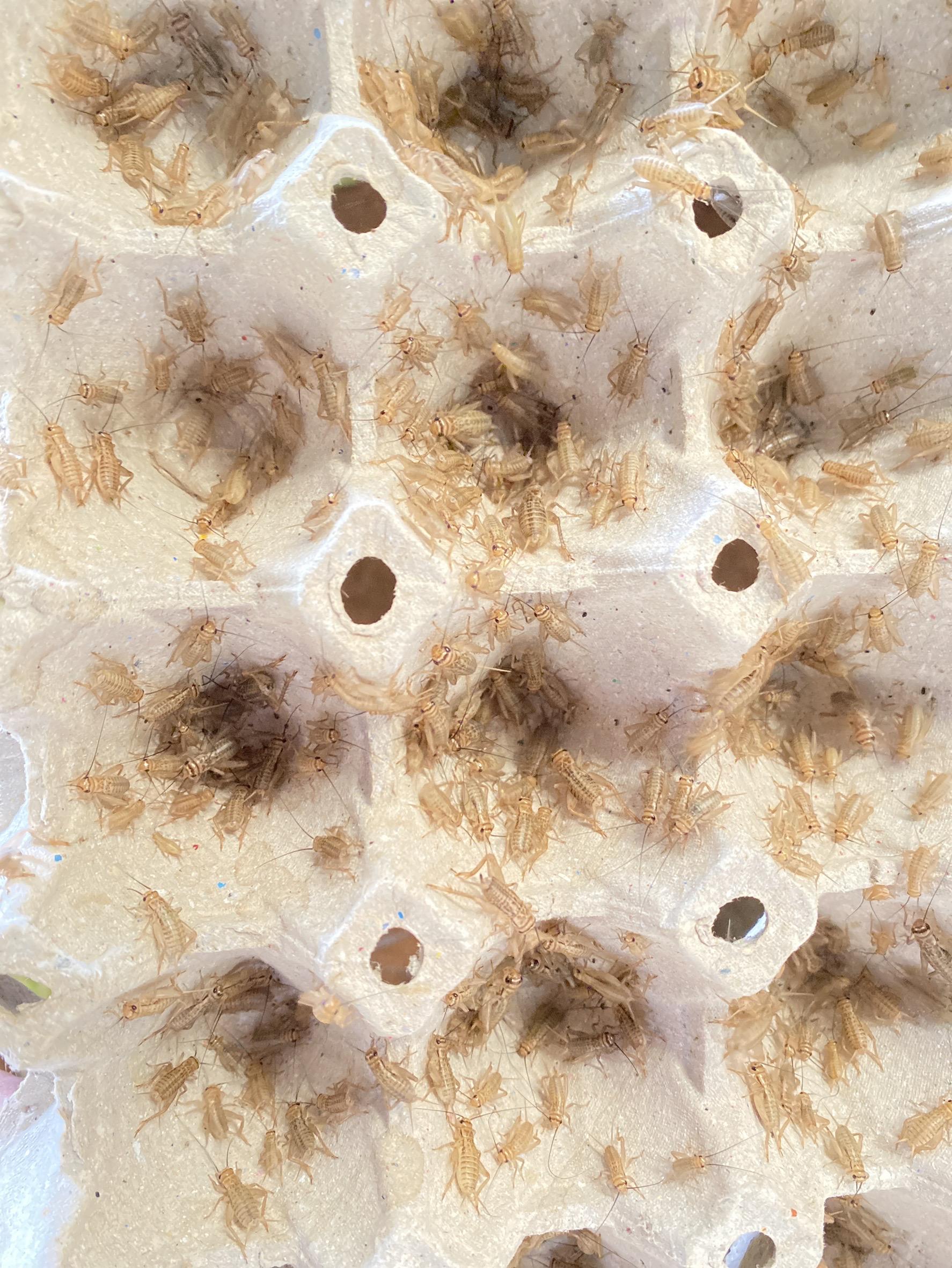 สะดิ้งตัวเป็นสั่งได้ส่งทั่วไทยมีทุกขนาด