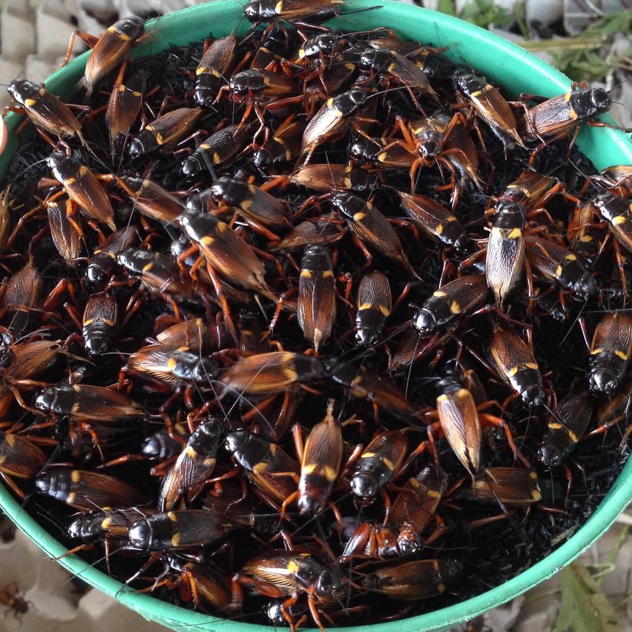 Crickets for Arowana Food
