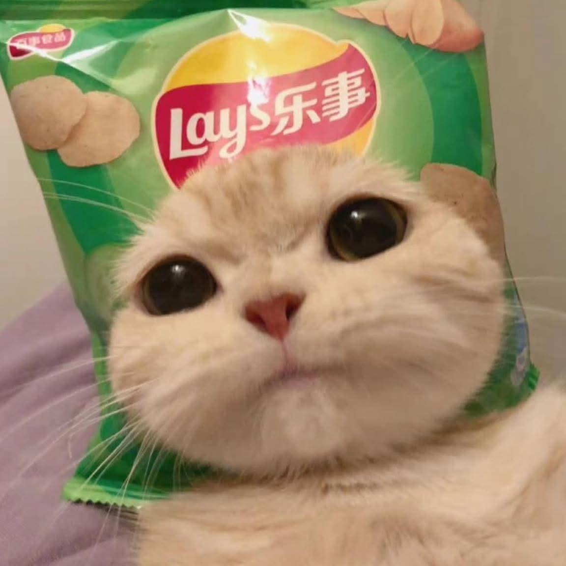 หมู เด้งๆๆๆ