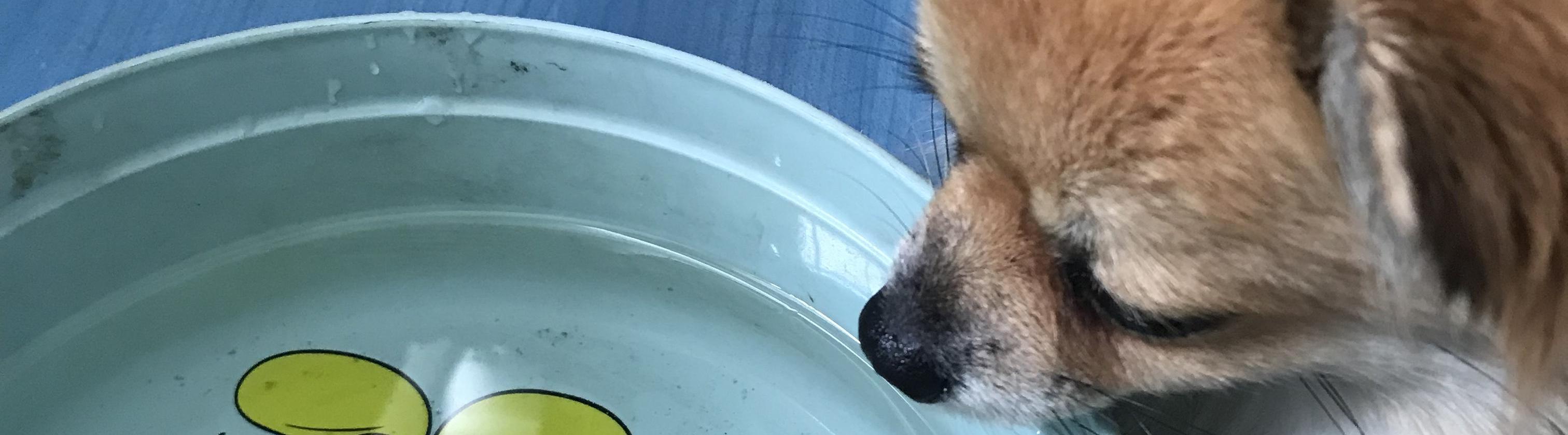 พีรภัทร บัณดิษ