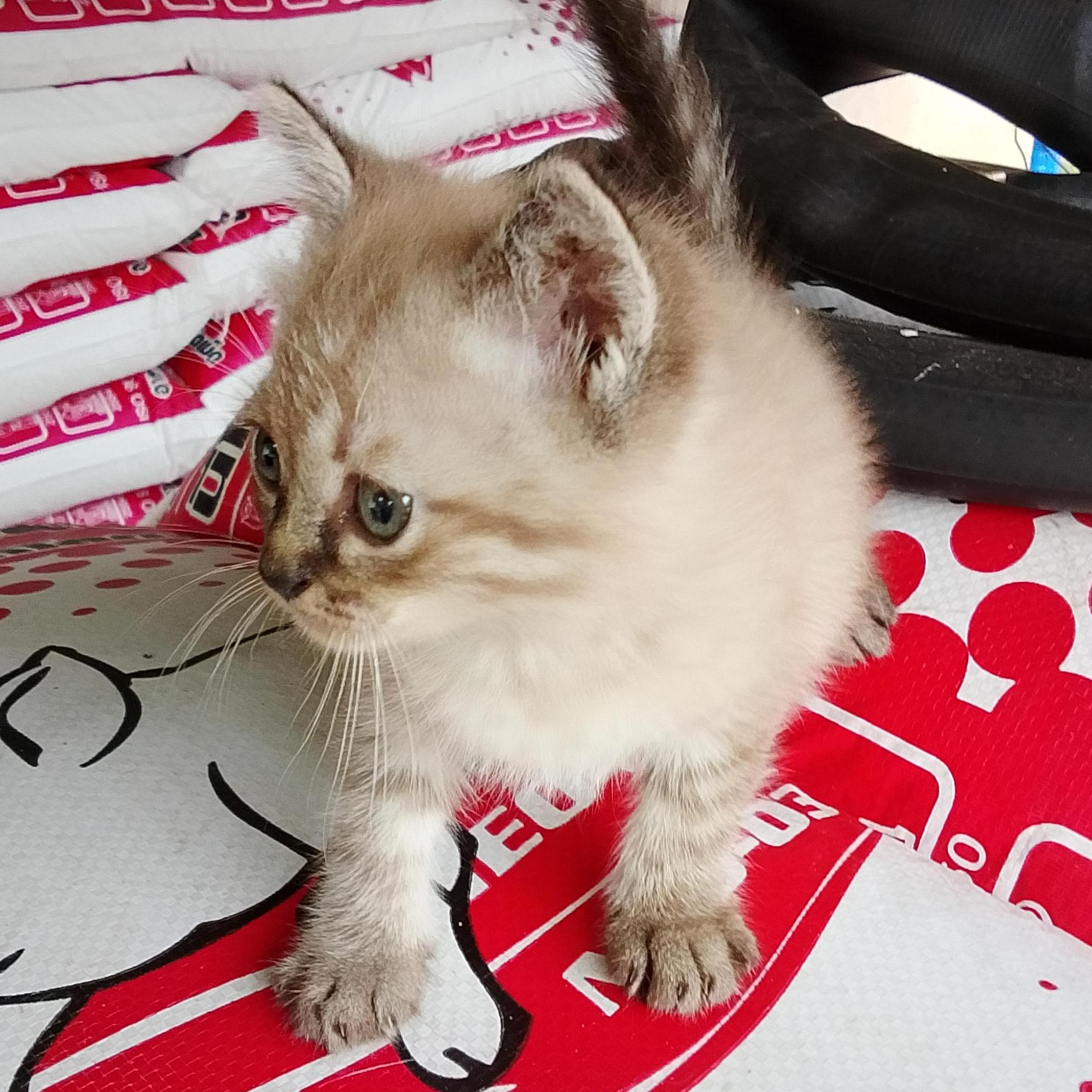 วาริน  เมืองสมัย