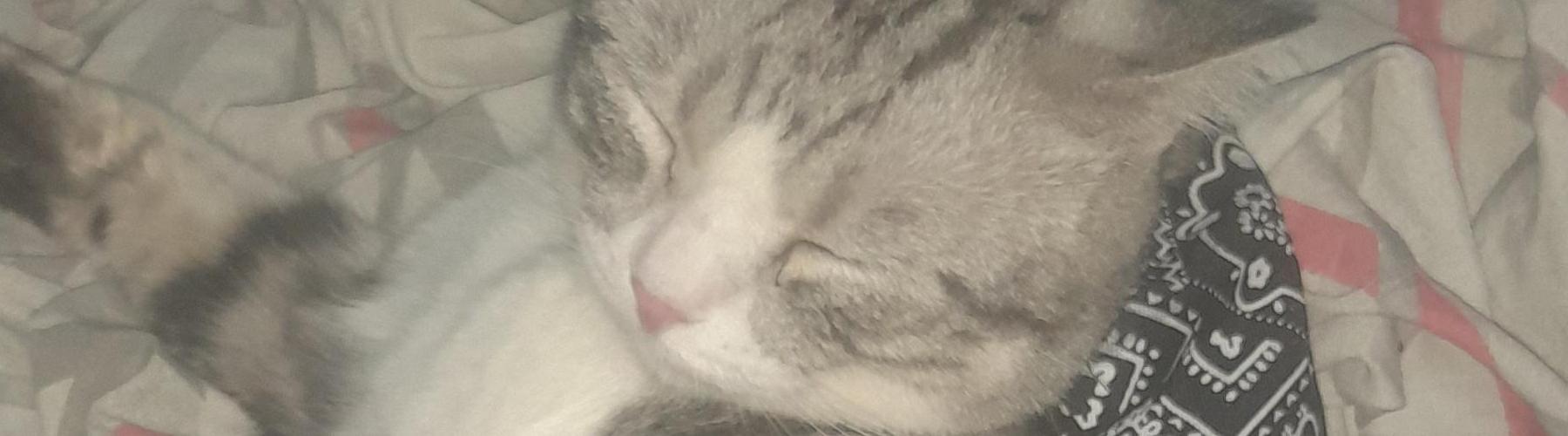 ธนิดา แถมทอง