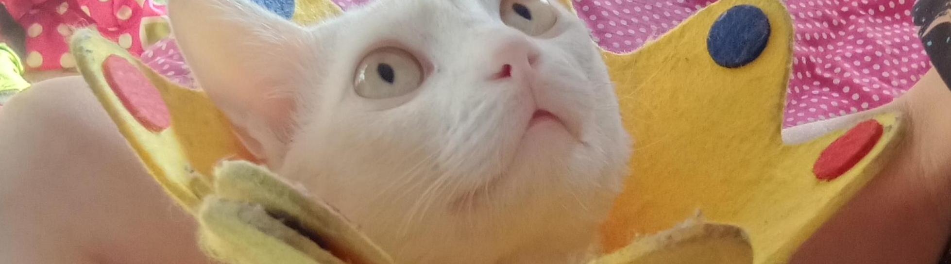 วิลาสิณี สดคมขำ