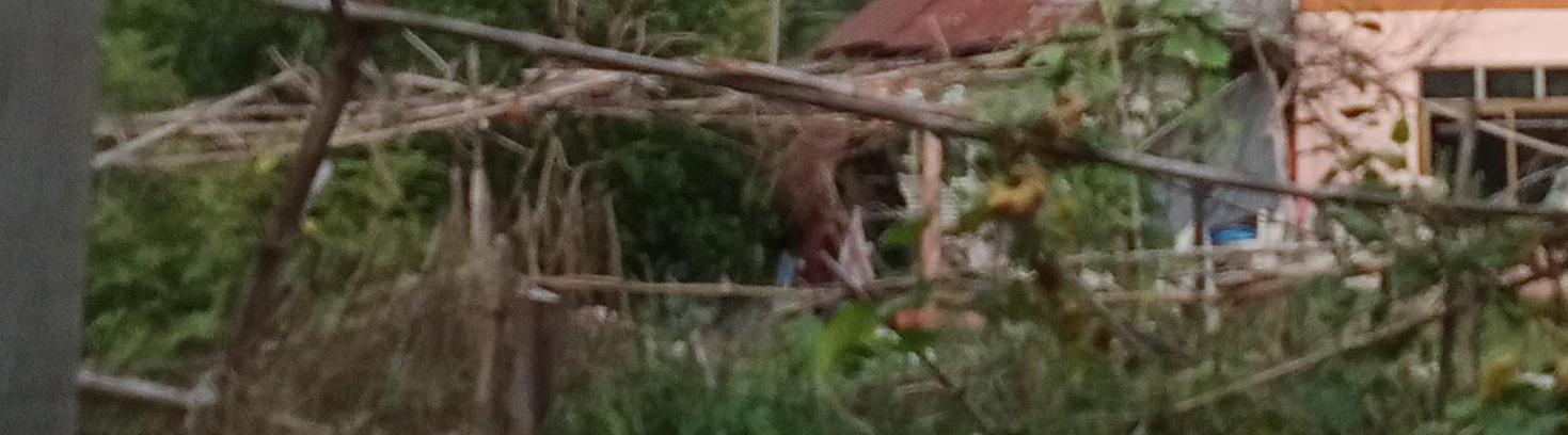 หลิน คมสันต์