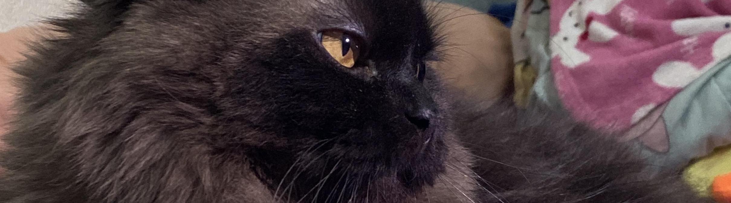 ละโม โลมา