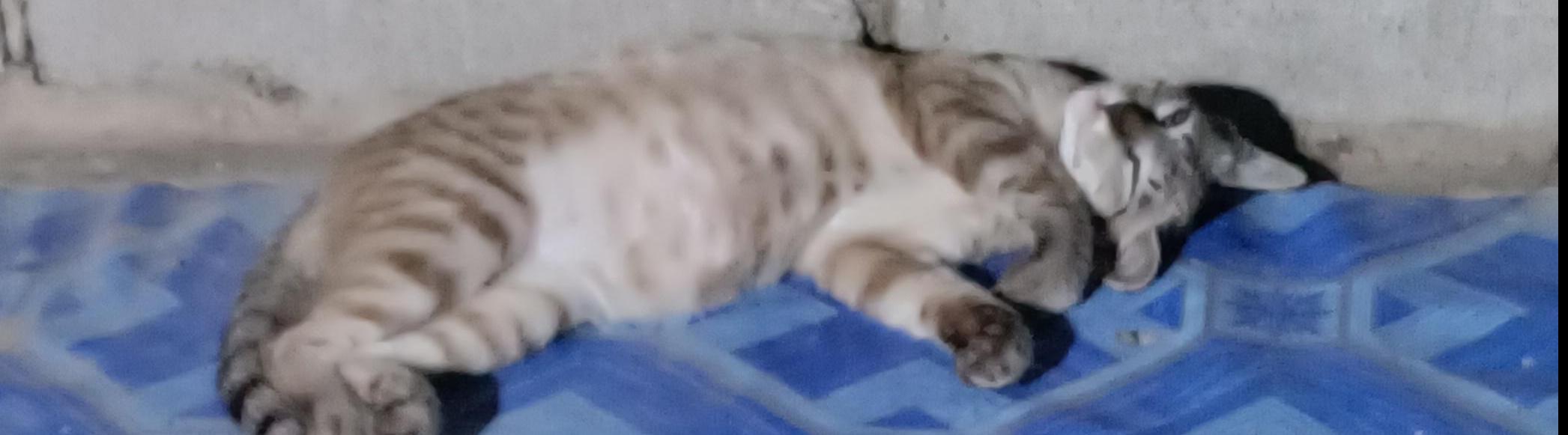 วรัญญา ชมสุวรรณ