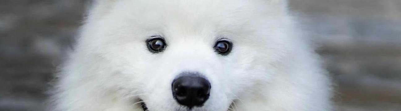 ดาราพร โสดาโคตร