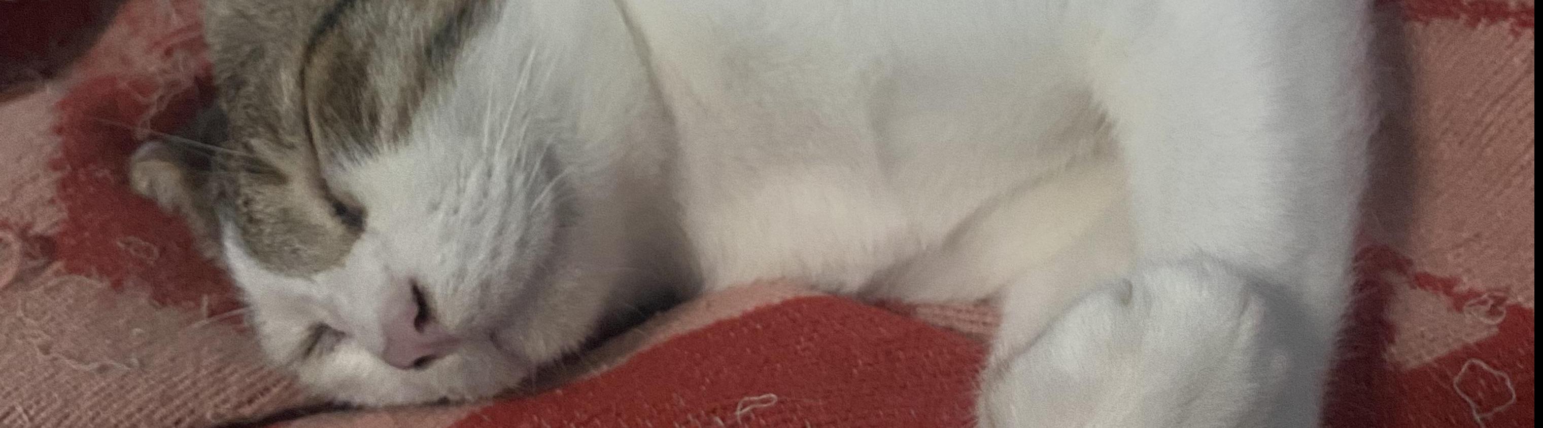 ธาวิตา สีใส