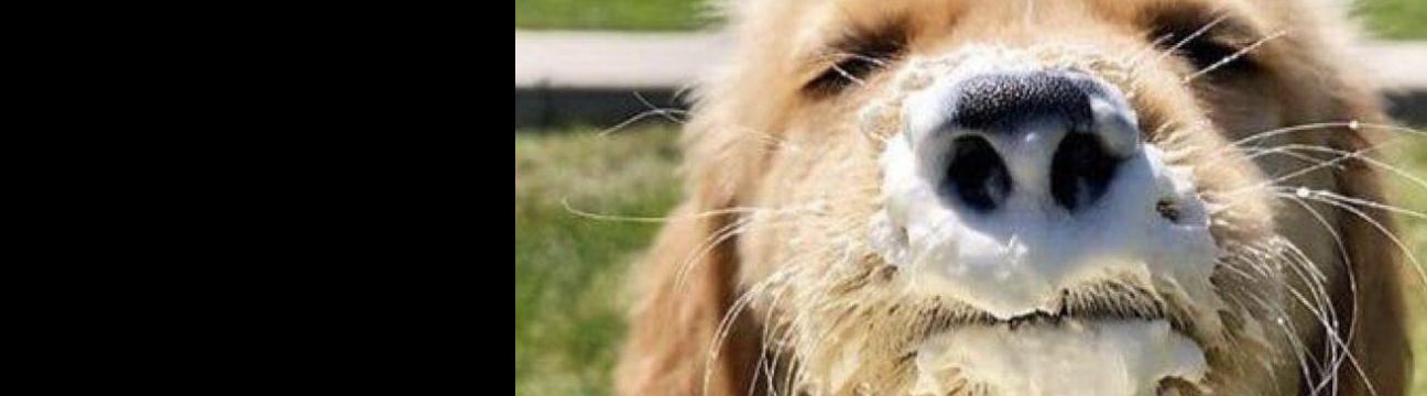 ปนัดดา ชาธรรมมา