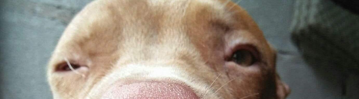 อัญชลี พันธุรอด