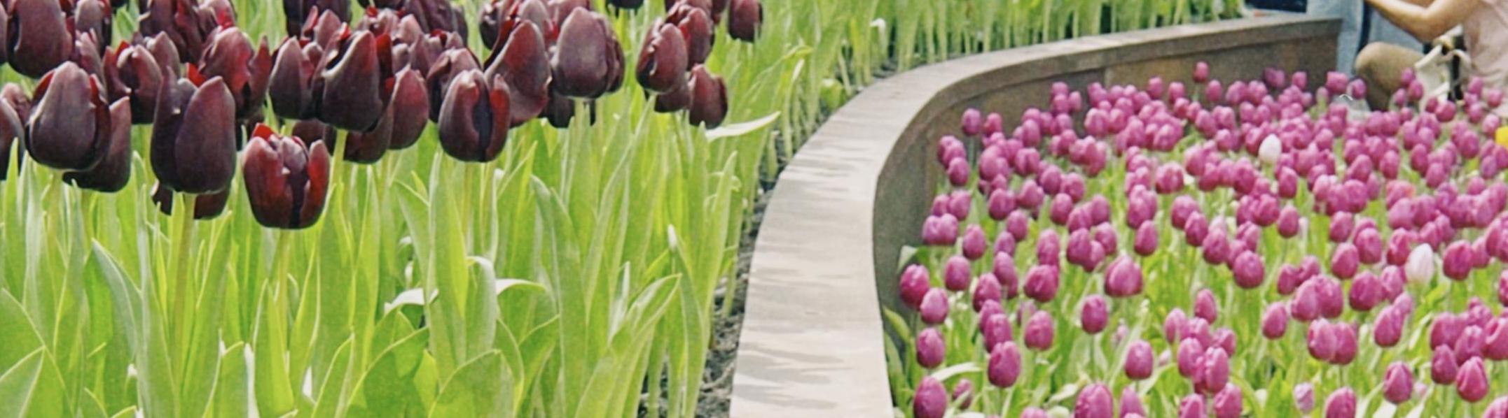 วัลลภา เคียนถา