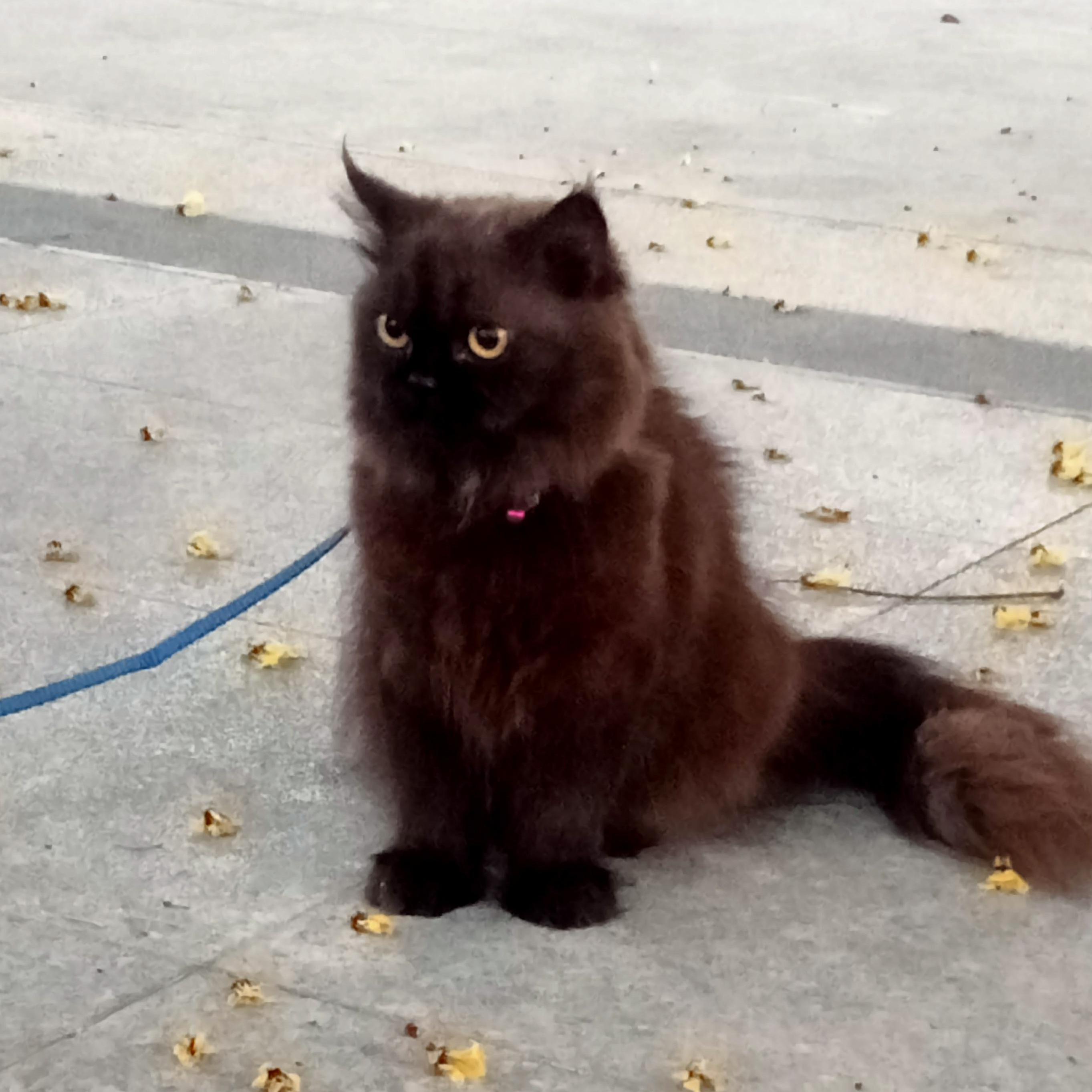 Sutaporn Chomphoosri