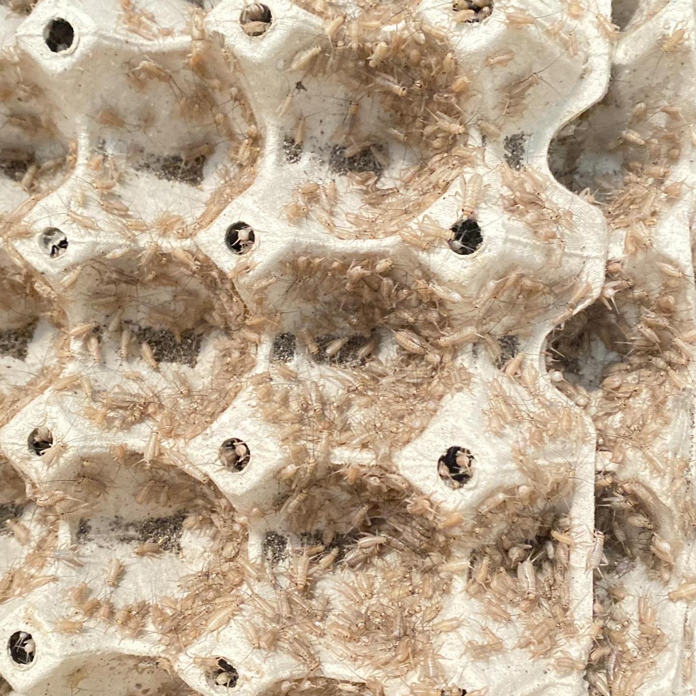 เหยื่ออาหารตัวเป็นเบี้ยดดราก้อน