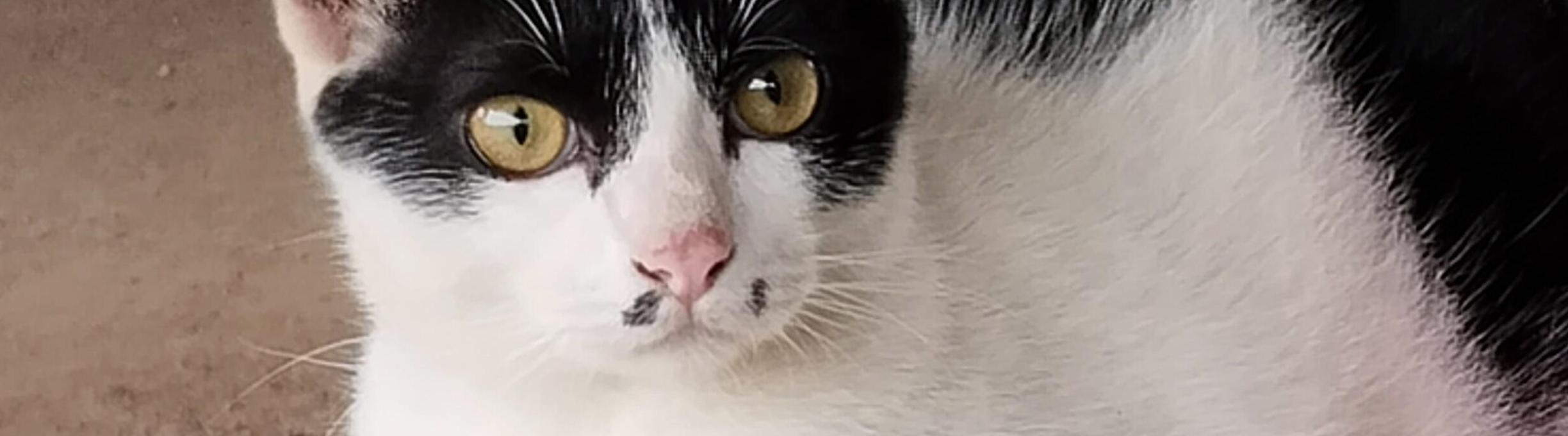 ปภัศรา รักสัตว์