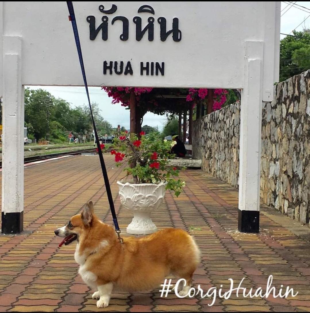 Corgi Huahin Station