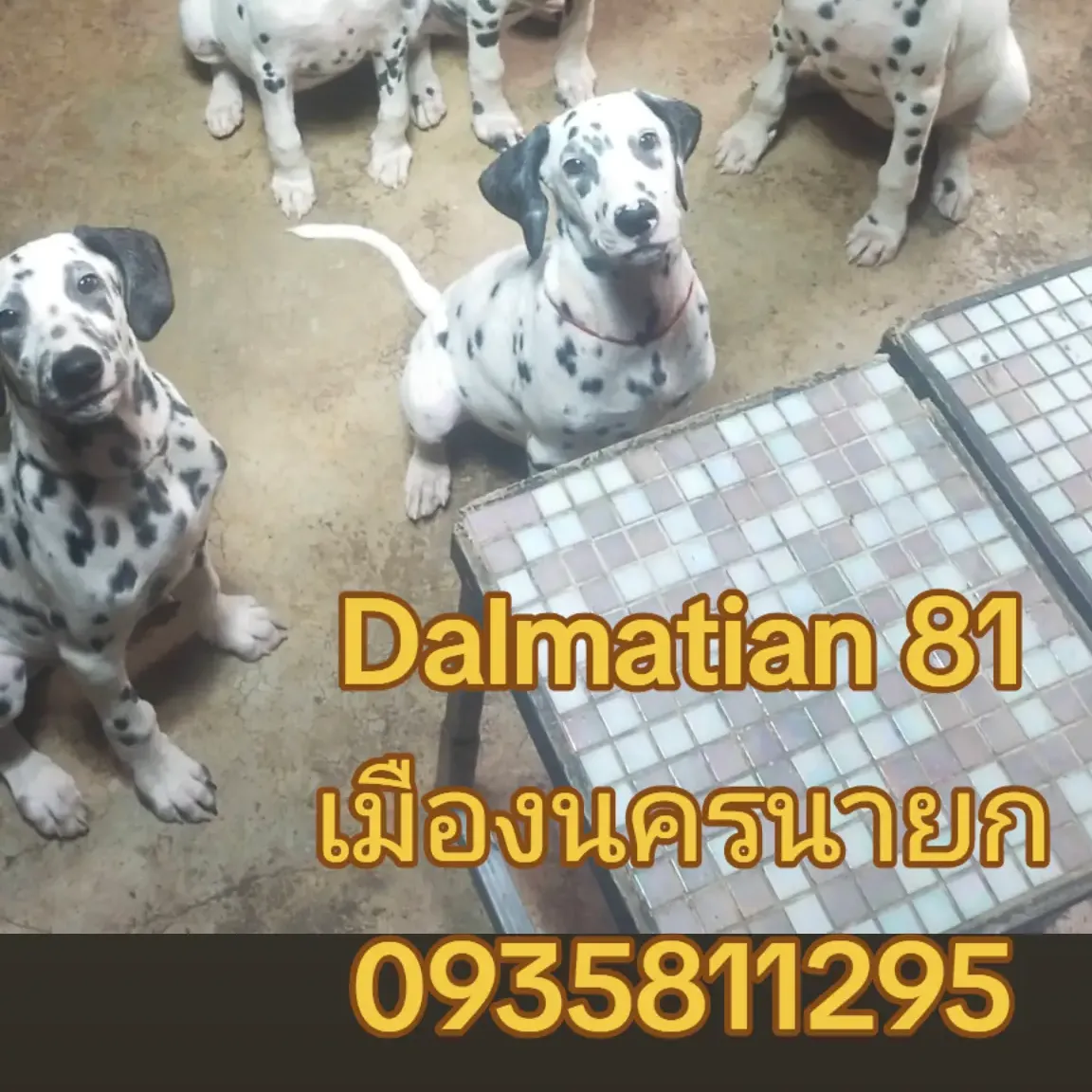 คณิศร สุนทราภา