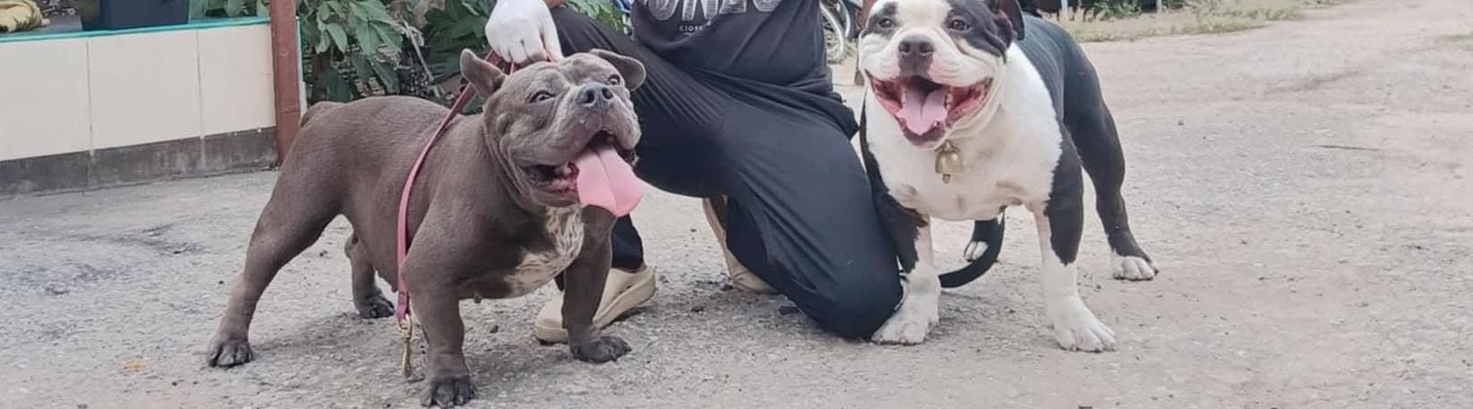 TATARFARM PAKCHONG 🐶